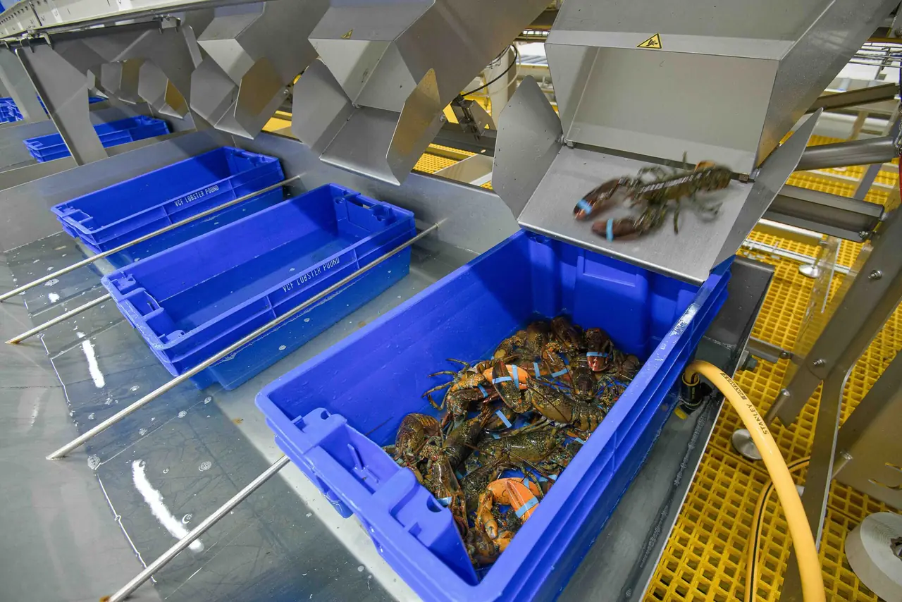 Co-op staff grading and weighing lobster inside the processing plant
