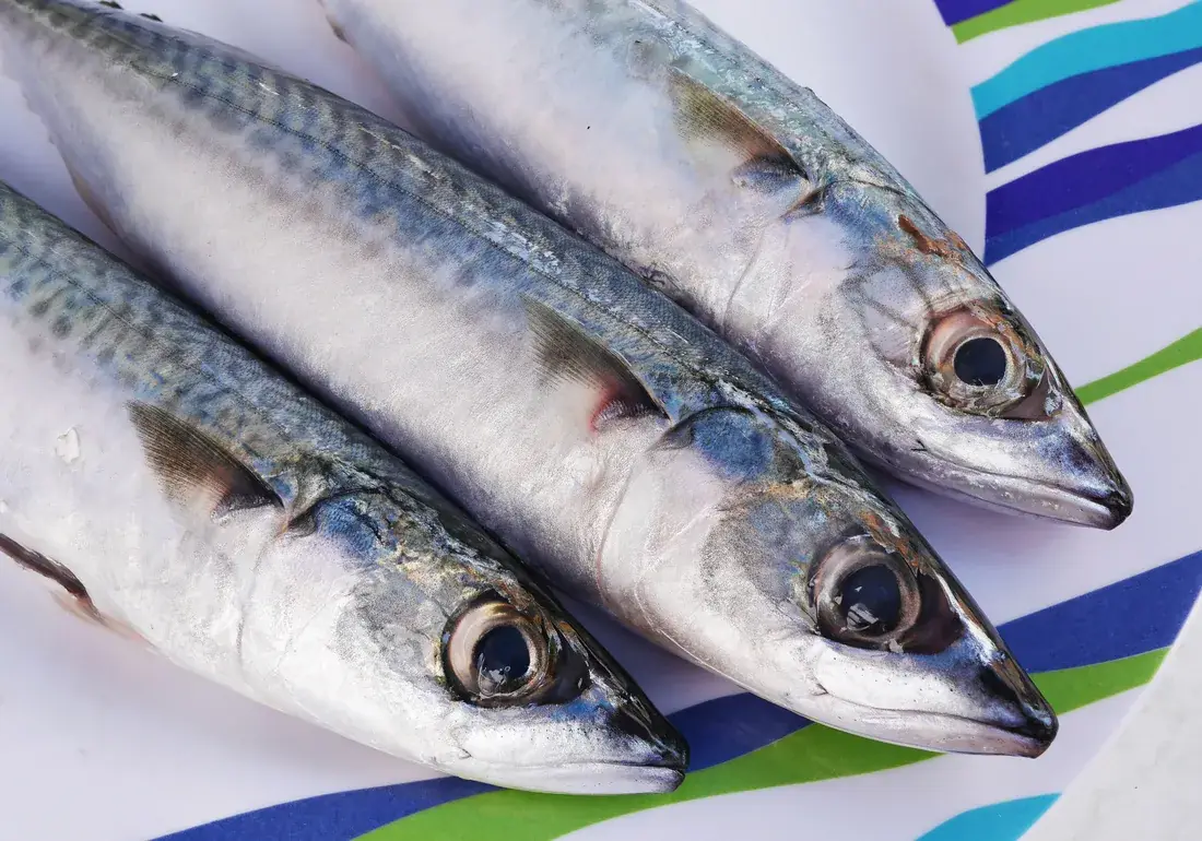 大西洋サバ（Scomber scombrus）の丸魚